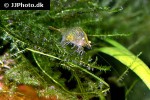 caridina species   neon green shrimp