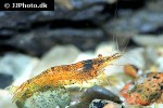 caridina thambipillai   sunkist shrimp  