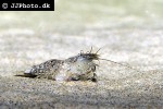 crangon crangon   brown shrimp  