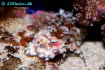 hymenocera picta   harlequin shrimp  