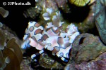 hymenocera picta   harlequin shrimp  