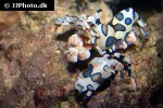 hymenocera picta   harlequin shrimp  