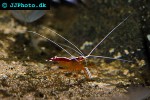 lysmata amboinensis   scarlet cleaner shrimp  
