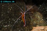 lysmata amboinensis   scarlet cleaner shrimp  