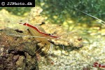 lysmata amboinensis   scarlet cleaner shrimp  