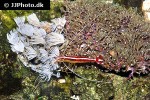 lysmata amboinensis   scarlet cleaner shrimp  