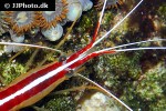 lysmata amboinensis   scarlet cleaner shrimp  