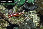 lysmata amboinensis   scarlet cleaner shrimp  