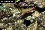 lysmata amboinensis   scarlet cleaner shrimp  
