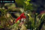 lysmata debelius   blood shrimp  