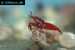 lysmata debelius   blood shrimp  