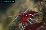 lysmata debelius   blood shrimp  