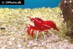 lysmata debelius   blood shrimp  