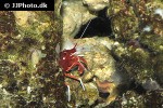 lysmata debelius   blood shrimp  