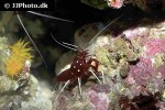 lysmata debelius   blood shrimp  
