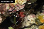 lysmata debelius   blood shrimp  