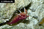 lysmata debelius   blood shrimp  