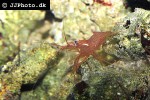 lysmata wurdemanni   peppermint shrimp  