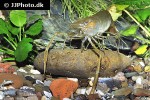 macrobrachium lar   monkey river prawn  
