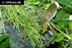 macrobrachium lar   monkey river prawn  