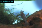 macrobrachium pilimanus   borneo red claw shrimp  