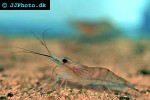 macrobrachium species   river prawn  