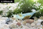 neocaridina davidi   blue velvet shrimp  