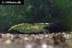 neocaridina davidi   emerald green shrimp  