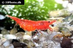 neocaridina davidi   red sakura shrimp  