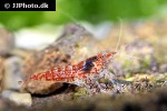 neocaridina davidi   red sakura shrimp  