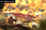neocaridina davidi   red shrimp  