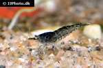 neocaridina species   navy blue shrimp  