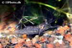 palaemonetes species   ghost shrimp  