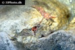 pandalus montagui   pink shrimp  