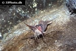 pandalus montagui   pink shrimp  