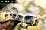 paracaridina species   blue bee shrimp  