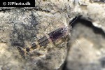 paracaridina species   blue bee shrimp  