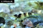paracaridina species   princess bee shrimp  