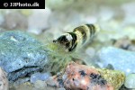 paracaridina species   princess bee shrimp  
