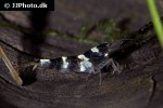 paracaridina species   princess bee shrimp  