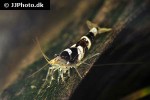 paracaridina species   princess bee shrimp  