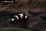 paracaridina species   princess bee shrimp  