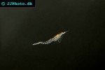 praunus flexuosus   chameleon shrimp  