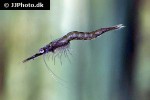 praunus flexuosus   chameleon shrimp  