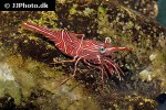 rhynchocinetes durbanensis   camel shrimp  