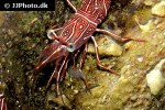 rhynchocinetes durbanensis   camel shrimp  