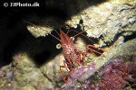 rhynchocinetes durbanensis   camel shrimp  