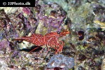 rhynchocinetes durbanensis   camel shrimp  