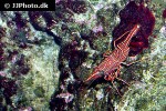 rhynchocinetes durbanensis   camel shrimp  