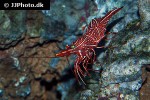 rhynchocinetes durbanensis   camel shrimp  